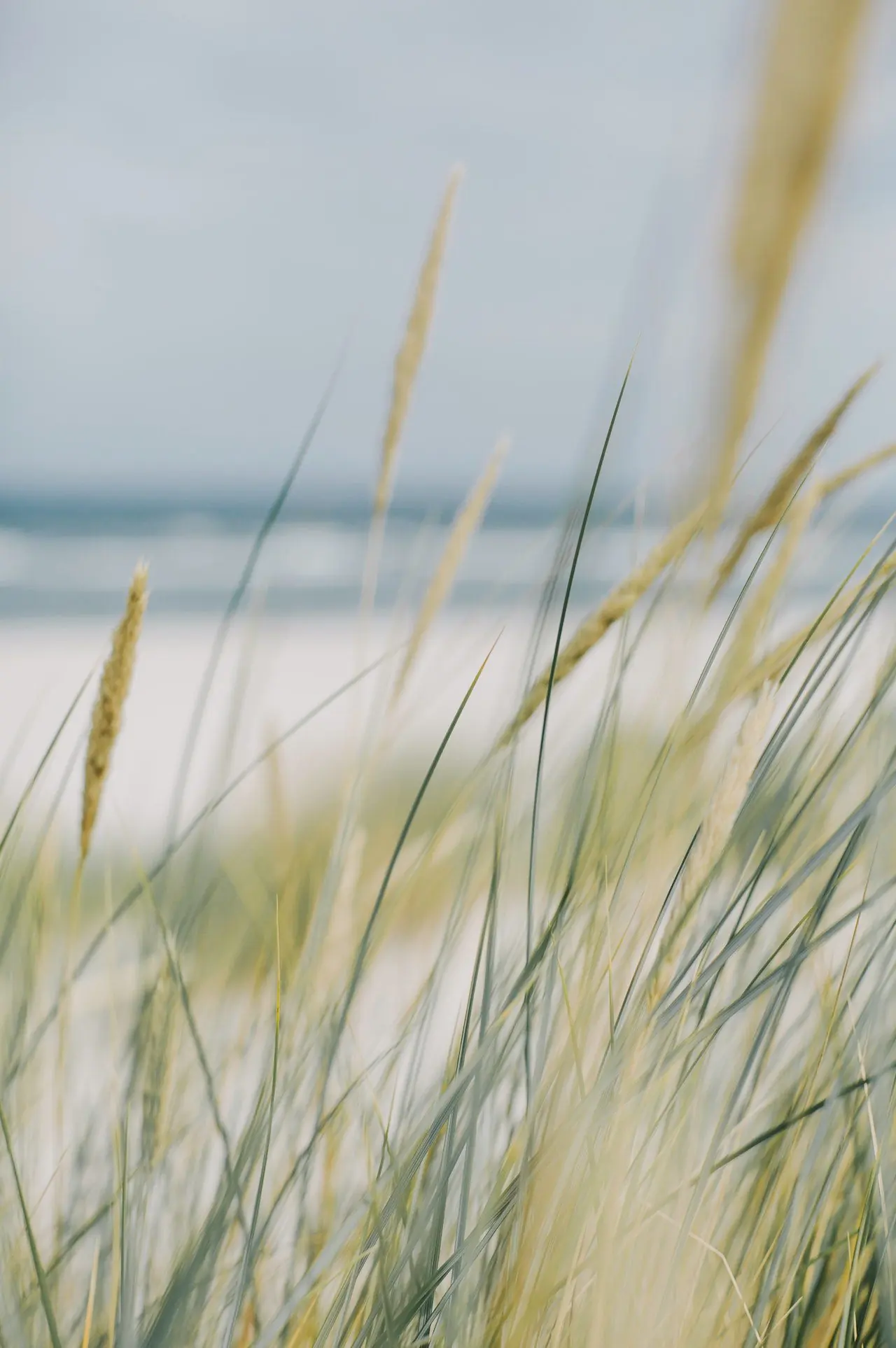 Strandhafer im Wind am Ufer